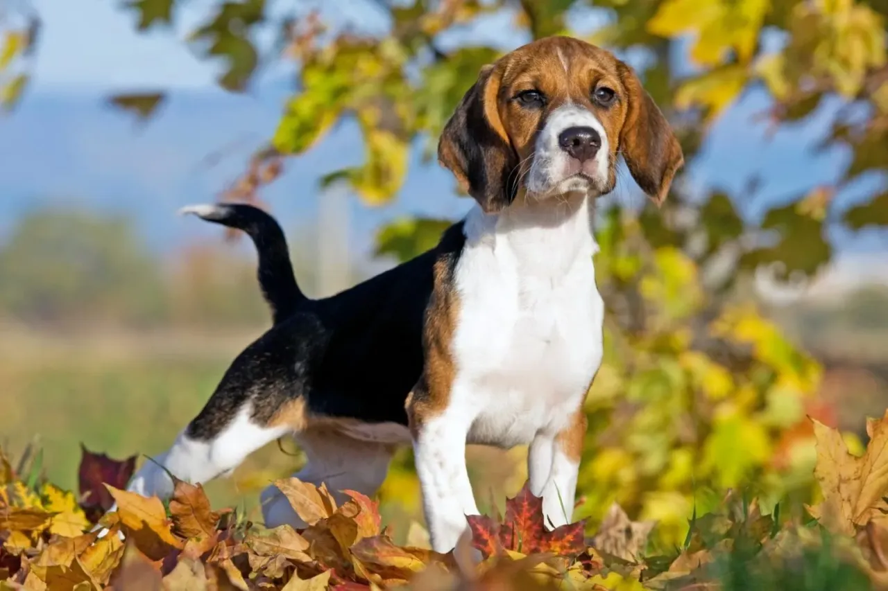 Zdjęcie Czy beagle gubią sierść? Odkryj, jak radzić sobie z linieniem