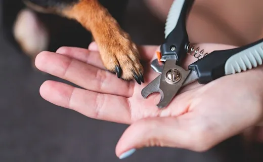 Zdjęcie Was kostet Krallen schneiden Hund beim Tierarzt? So vermeiden Sie hohe Kosten