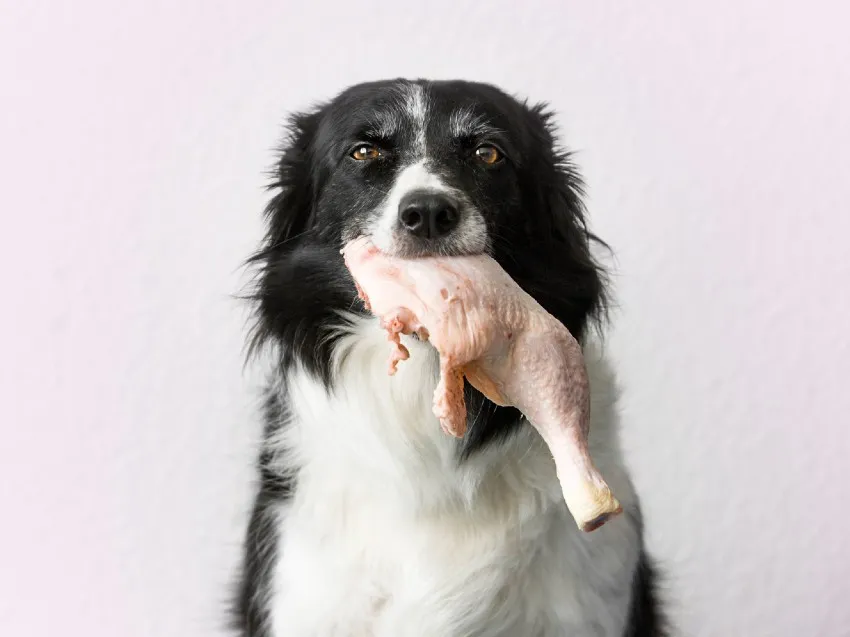 Zdjęcie Czy pies może surowego kurczaka? Bezpieczeństwo i ryzyka dla zdrowia