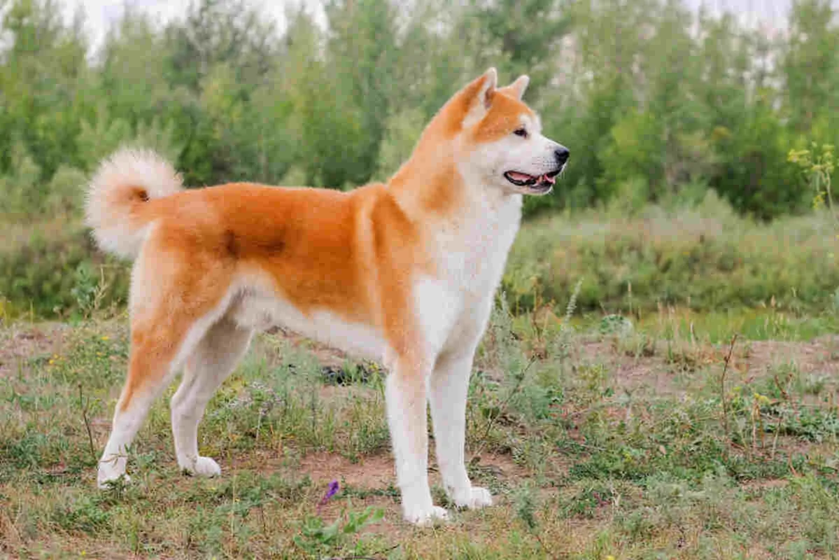 Zdjęcie Jak długo żyje akita inu? Poznaj kluczowe czynniki wpływające na życie psa