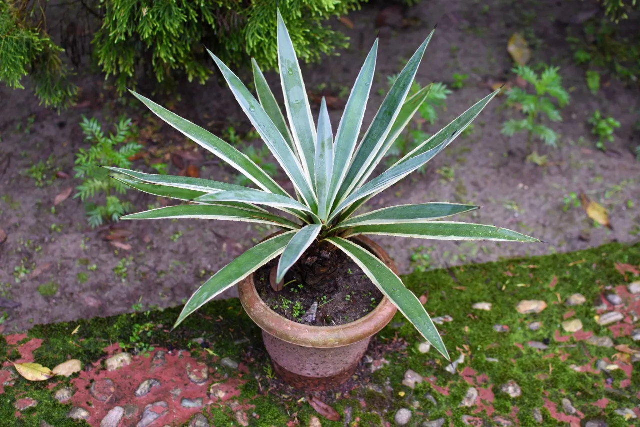 Zdjęcie Jaki nawóz do juki domowej, aby uniknąć błędów w pielęgnacji?