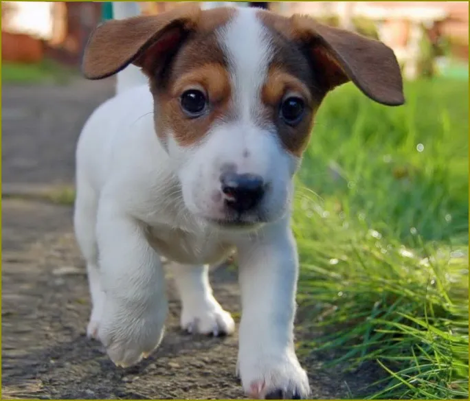 Zdjęcie Jak wytresować Jack Russell teriera: skuteczne metody i porady