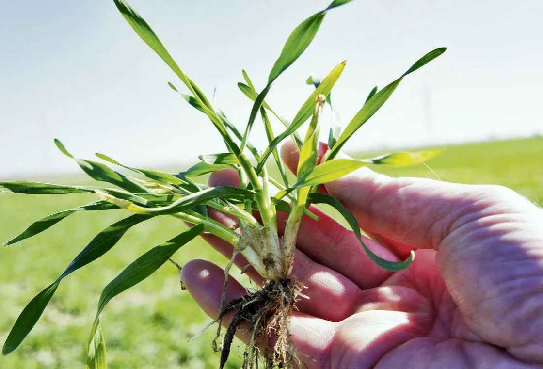Zdjęcie Kiedy skracać zboże, aby uniknąć strat i poprawić plony?