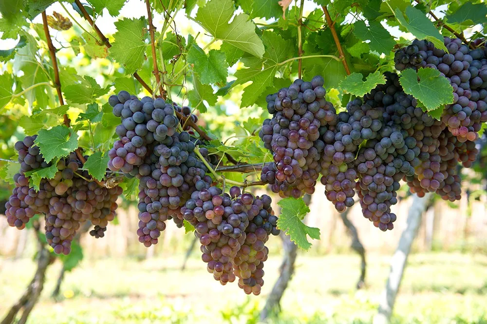 Zdjęcie Kiedy zbierać winogrona na wino, aby uzyskać najlepszą jakość?