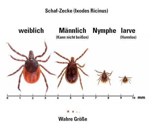 Zdjęcie Wie viel Beine hat eine Zecke? Überraschende Fakten zur Zeckenanatomie