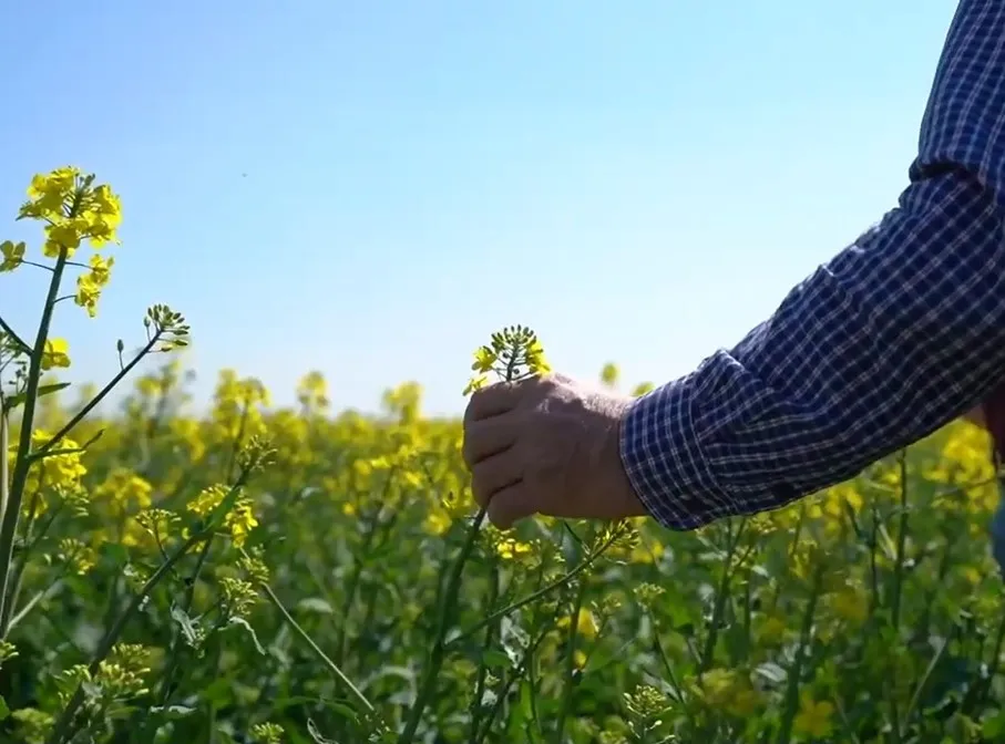 Zdjęcie Plonvit zboża ile na hektar - jak uniknąć błędów w dawkowaniu