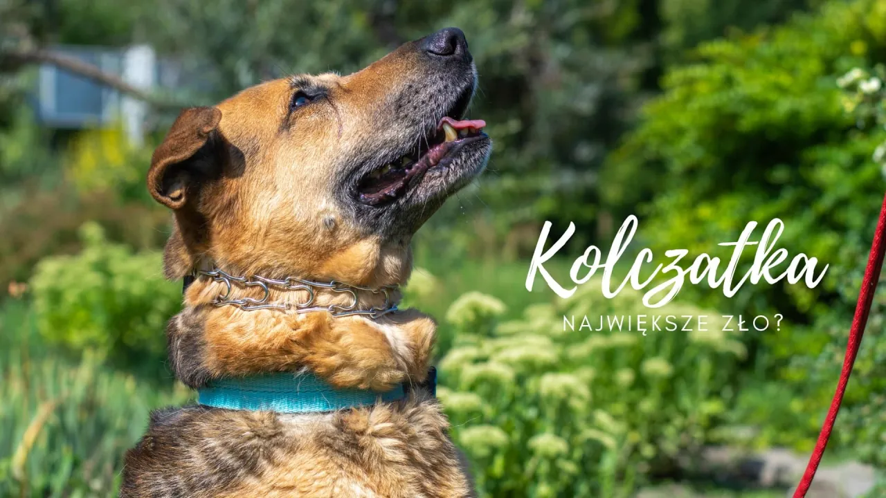Zdjęcie Co zamiast kolczatki dla psa? Lepsze i bezpieczniejsze rozwiązania