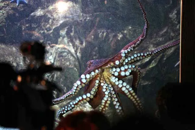 Zdjęcie Najciekawsze oceanaria w Polsce: atrakcje, które musisz zobaczyć