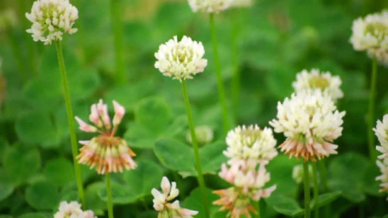 Zdjęcie Kiedy siać koniczynę białą, aby uniknąć błędów w uprawie?