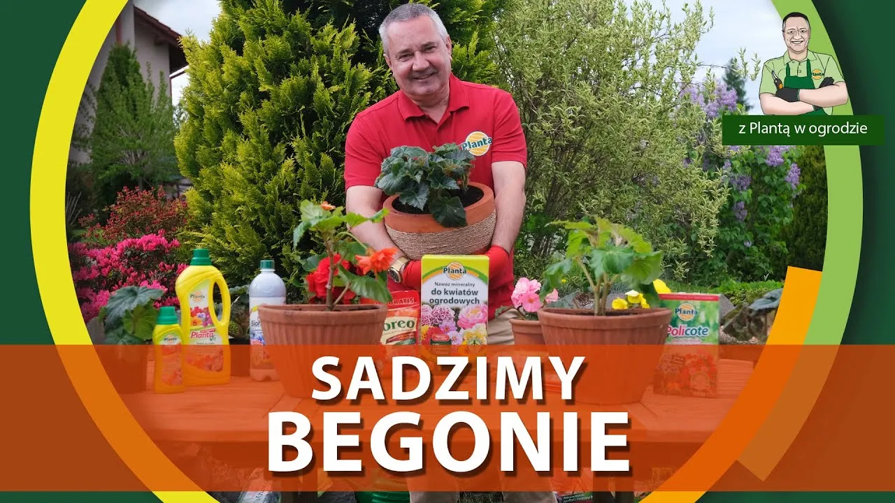 Zdjęcie Kiedy sadzić begonie do doniczek, aby cieszyć się pięknym kwitnieniem?