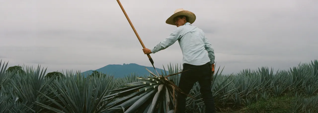 Zdjęcie Pij 818 tequila: odkryj wyjątkowe smaki i historie tej marki
