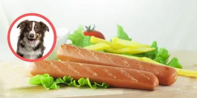 Zdjęcie Czy pies może jeść mąkę? Dowiedz się, jakie mogą być zagrożenia