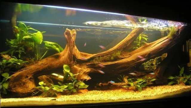 Zdjęcie Jak przygotować korzenie do akwarium, aby uniknąć problemów z rybami