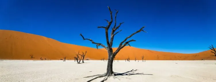 Zdjęcie Namibia kiedy jechać: najlepszy czas na safari i piękne krajobrazy