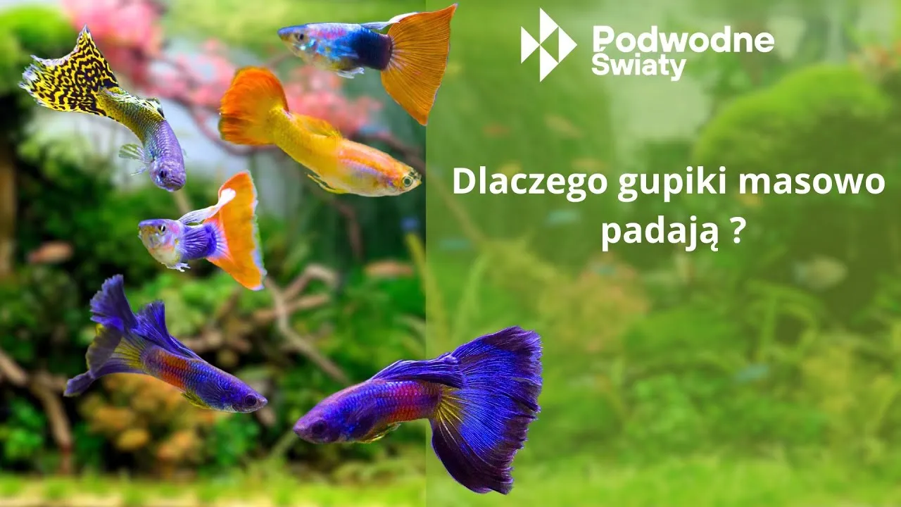 Zdjęcie Dlaczego gupiki padają? Oto najczęstsze przyczyny ich śmierci