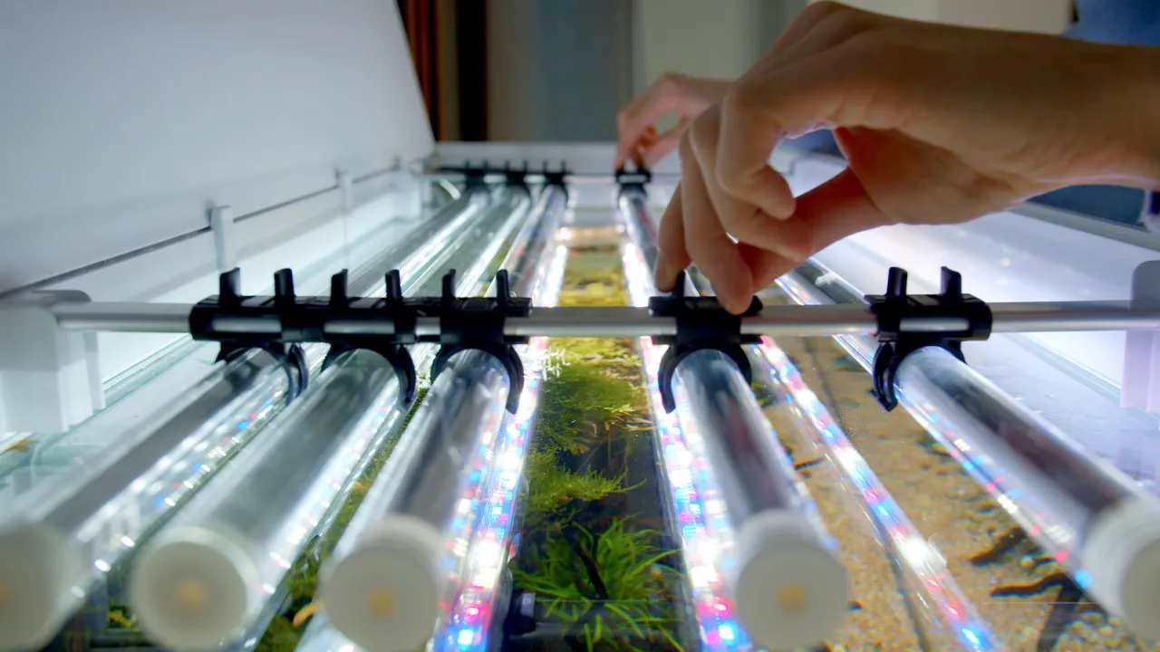 Zdjęcie Ile godzin światło w akwarium? Optymalne czasy dla zdrowia ryb i roślin