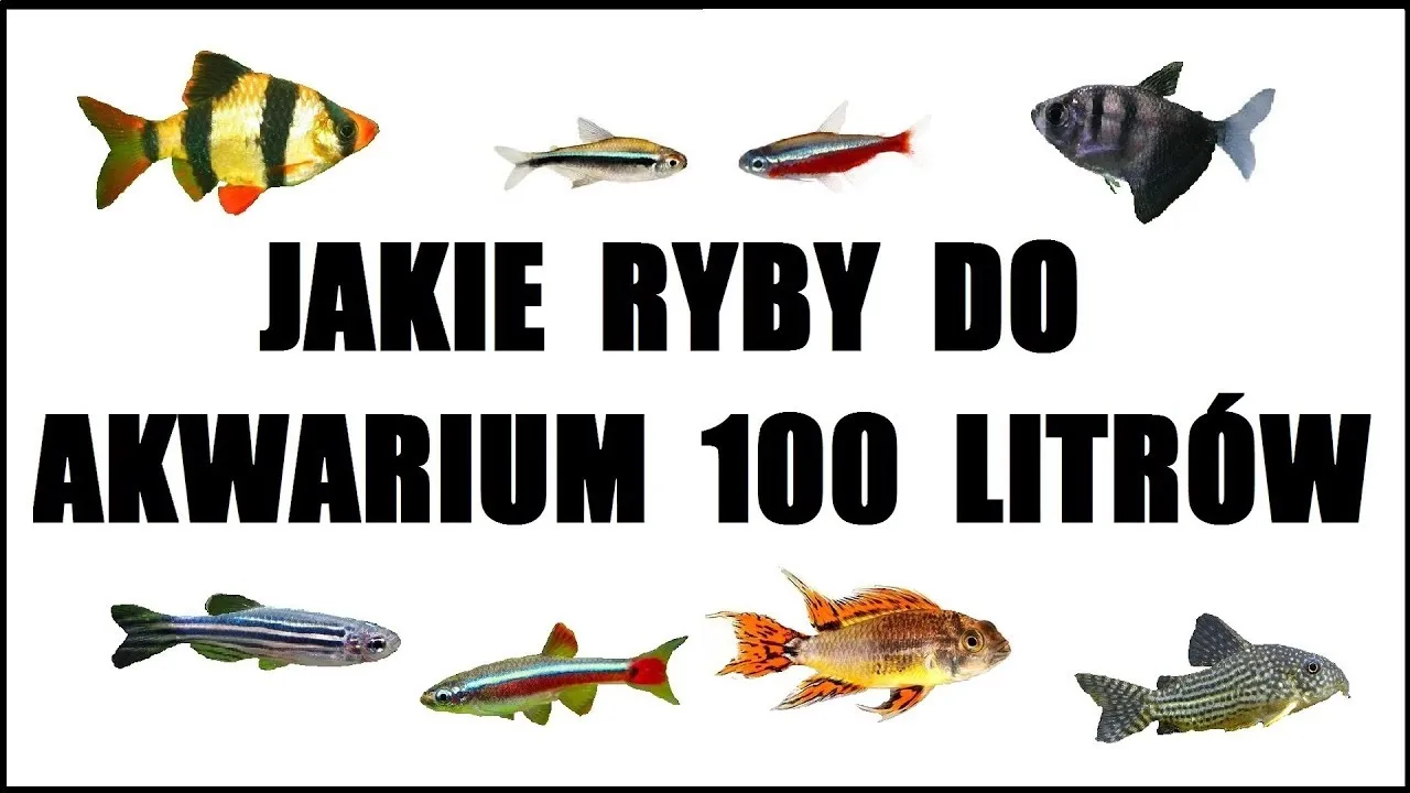 Zdjęcie Jakie rybki czyszczą akwarium? 7 gatunków dla czystej wody