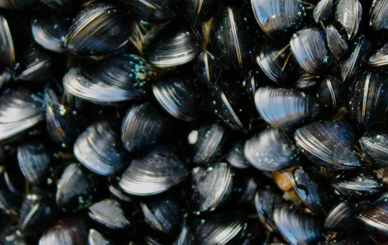 Zdjęcie Los mejillones son buenos para el colesterol y mejoran tu salud cardíaca