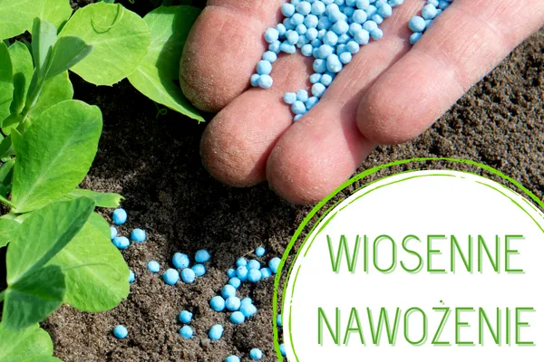 Zdjęcie Jaki nawóz do lawendy na wiosnę – najlepsze rodzaje i dawkowanie