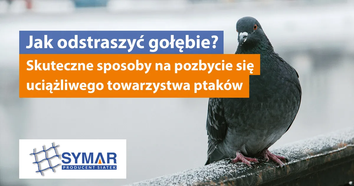 Zdjęcie Skuteczne sposoby na odstraszenie gołębi z dachu bez problemów