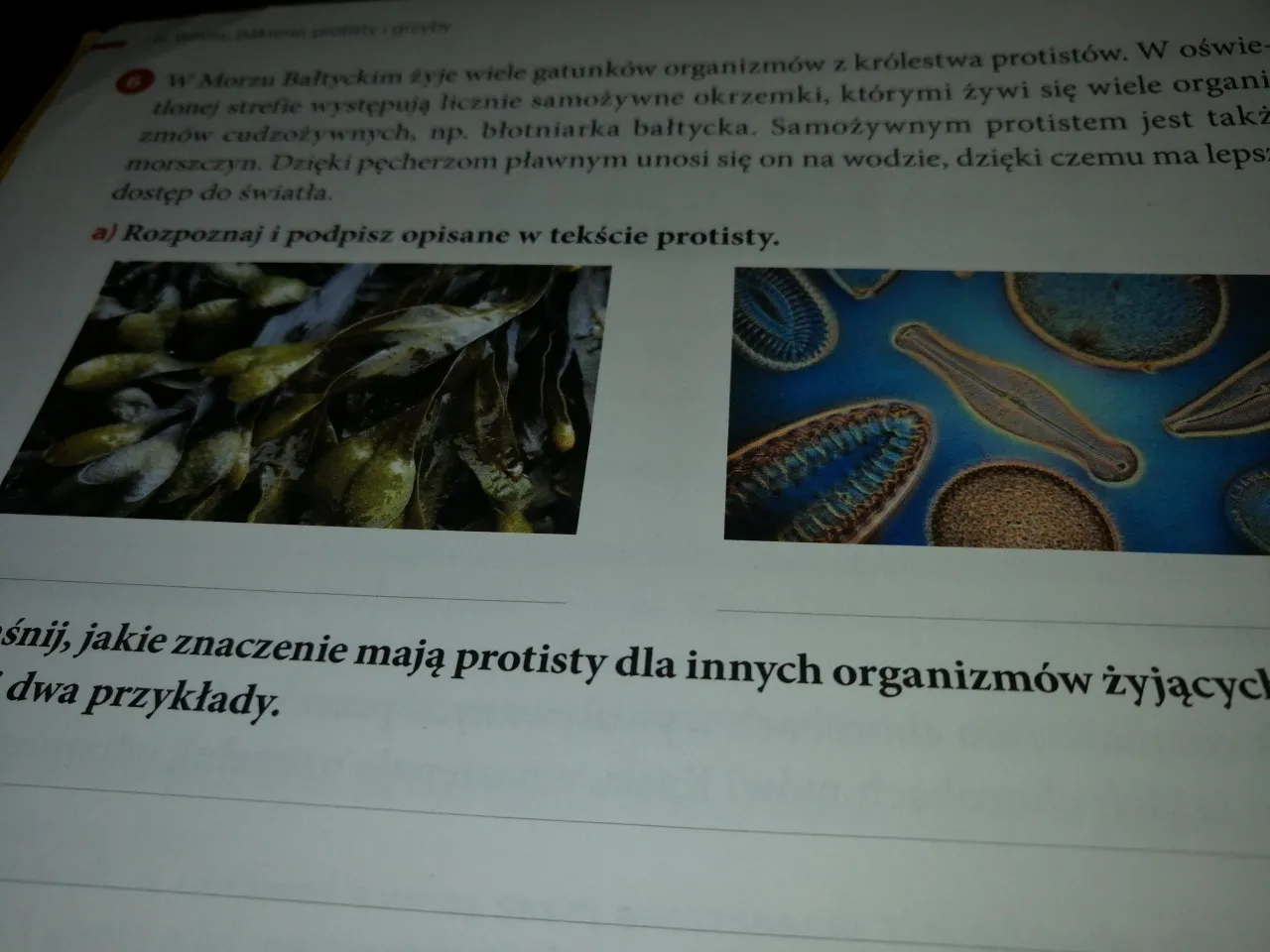 Zdjęcie Jakie znaczenie mają protisty dla organizmów w Bałtyku i ich ekosystemu