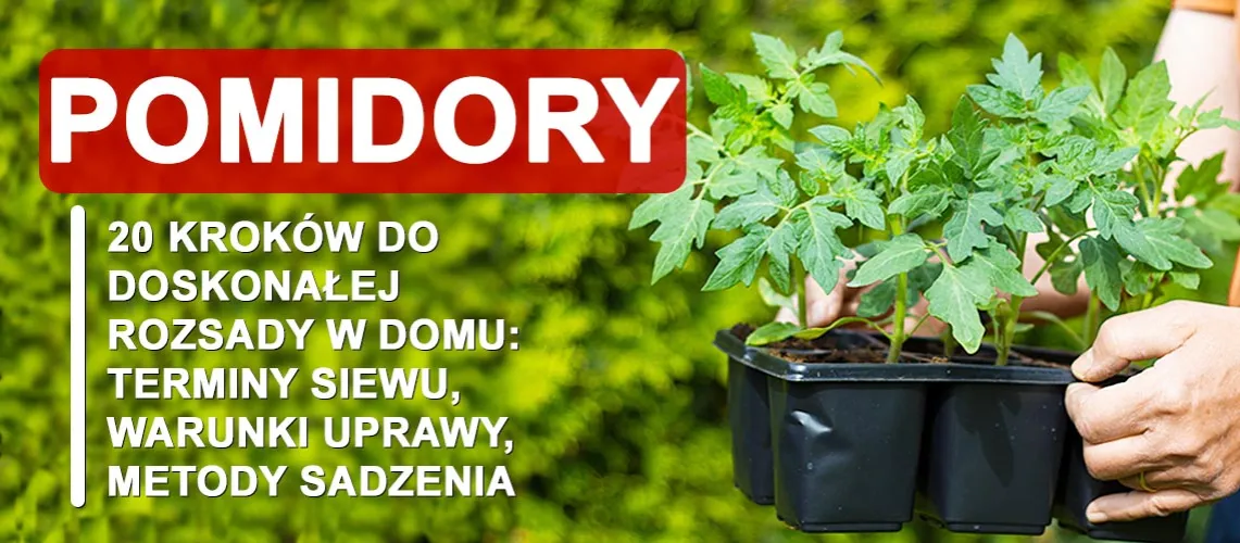 Zdjęcie Kiedy sadzić sadzonki pomidorów, aby uniknąć przymrozków i zapewnić wzrost