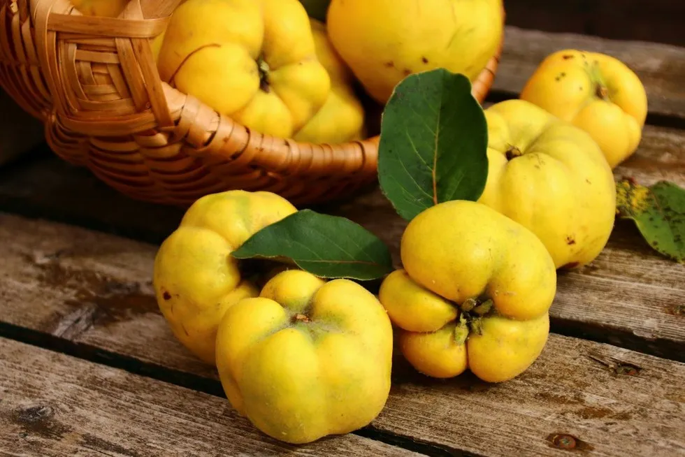 Zdjęcie Pigwa: Jak i kiedy ciąć, by owocowała? Uniknij błęd&oacute;w!