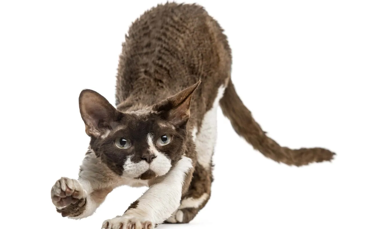 Zdjęcie Ile kosztuje devon rex? Ceny adopcji i zakupu kociąt tej rasy