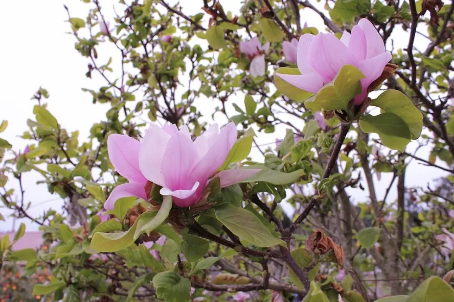 Zdjęcie Dlaczego 5 letnia magnolia nie kwitnie? Oto najczęstsze przyczyny