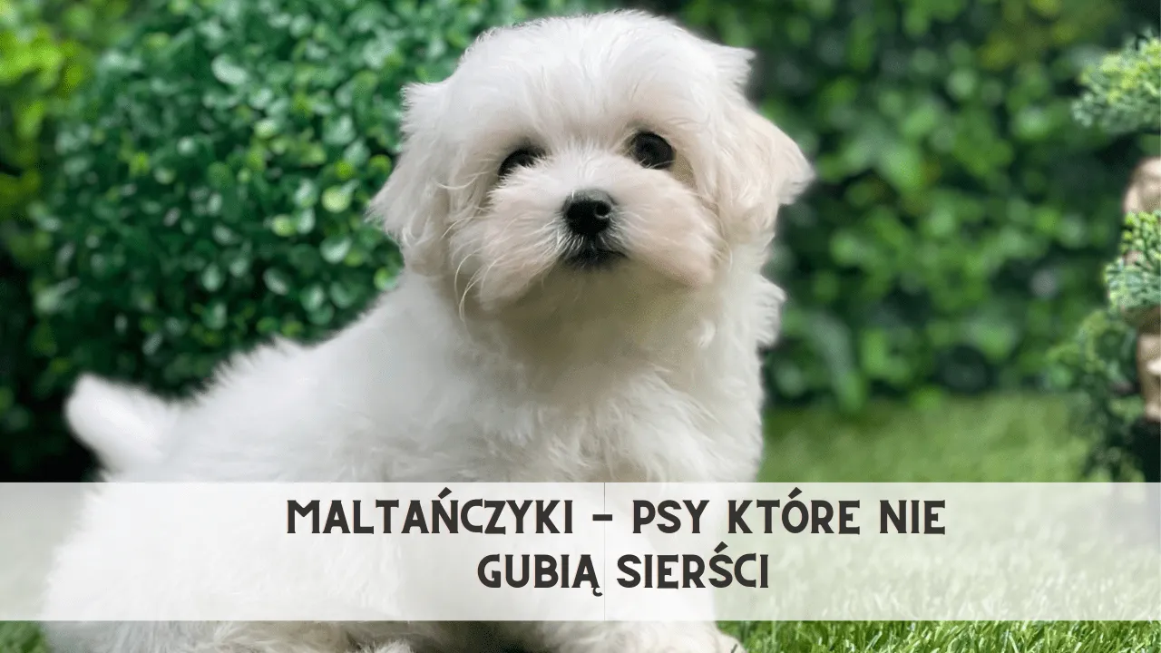 Zdjęcie Psy, które nie gubią sierści – idealne rasy dla alergików i rodzin