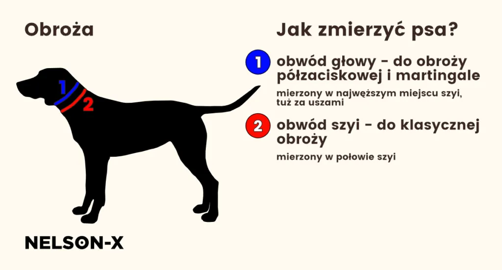 Zdjęcie Jak dobrać rozmiar obroży dla psa, aby zapewnić mu komfort?