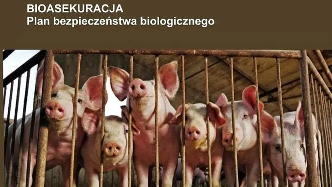 Zdjęcie Plan bezpieczeństwa biologicznego: Ochrona hodowli świń krok po kroku