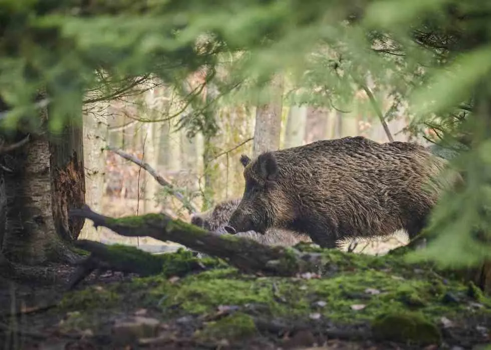 Zdjęcie Skuteczne sposoby na odstraszenie dzików z ogrodu i ochronę roślin