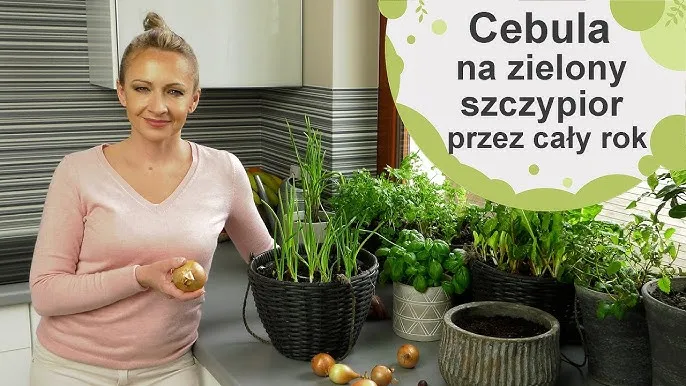 Zdjęcie Jak posadzić szczypiorek, aby uniknąć najczęstszych błędów