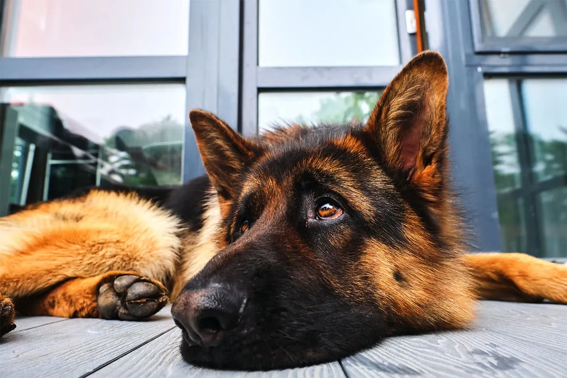 Zdjęcie Ile suchej karmy dla owczarka niemieckiego? Kluczowe wskazówki żywieniowe