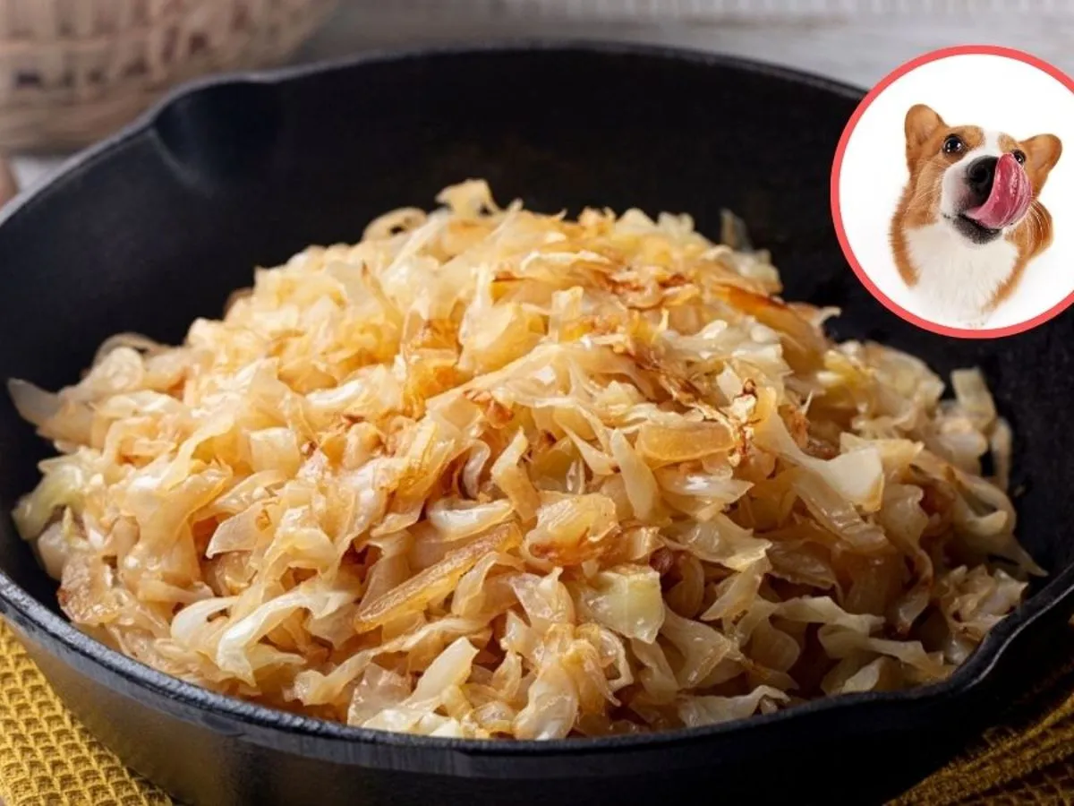 Zdjęcie Czy pies może jeść kapustę? Bezpieczne warzywa dla Twojego pupila