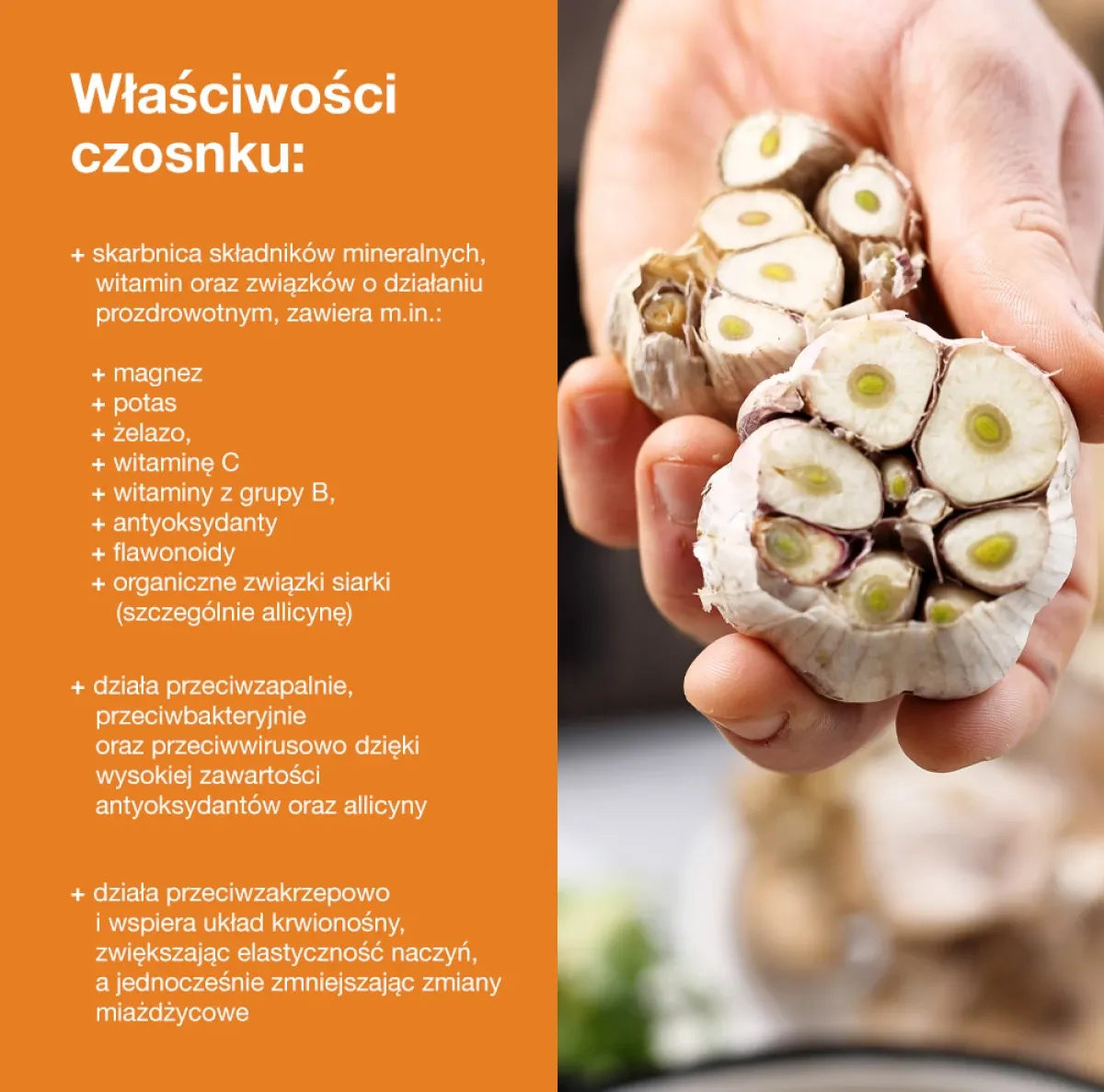 Zdjęcie Czy czosnek jest zdrowy? Odkryj jego niesamowite właściwości!