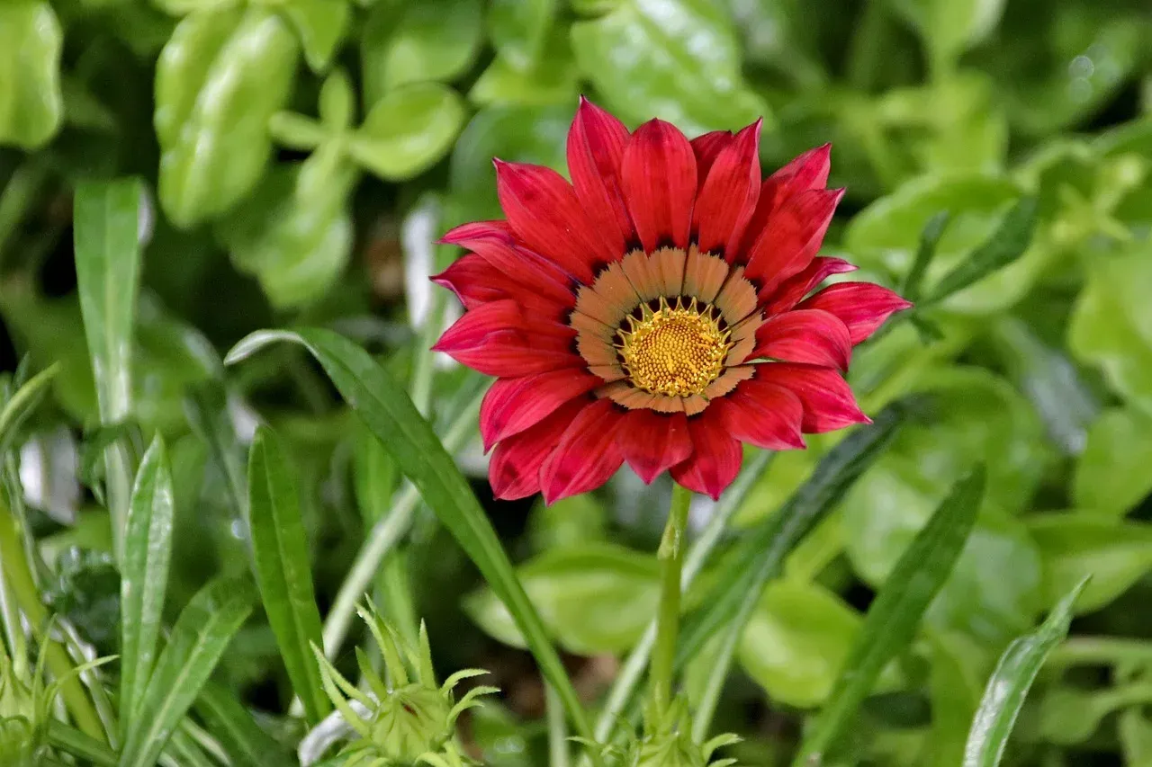 Zdjęcie Jakie kwiaty na taras od południa – rośliny, które przetrwają upały