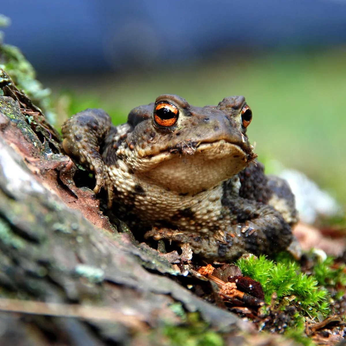 Zdjęcie Was fressen frösche im teich? Die überraschende Wahrheit über ihre Nahrung