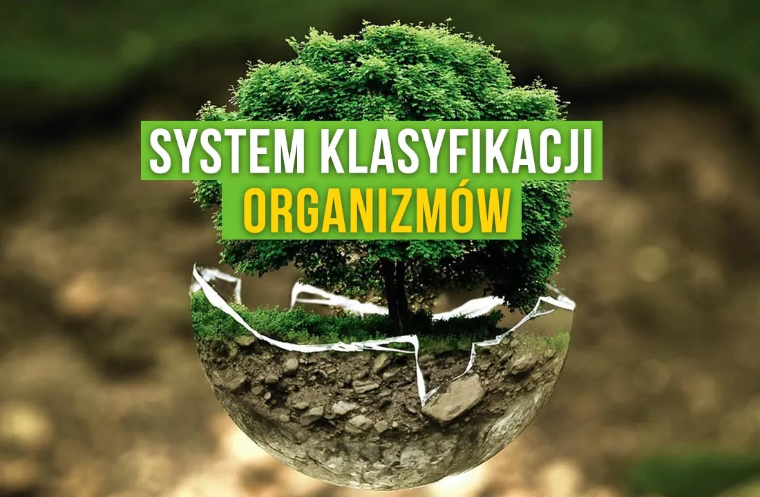 Zdjęcie Co to jest systematyka w biologii i dlaczego jest tak ważna?
