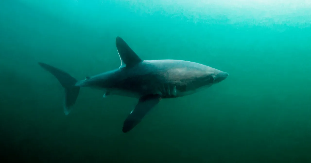 Zdjęcie Czy w polskim morzu są rekiny? Odkryj tajemnice Bałtyku
