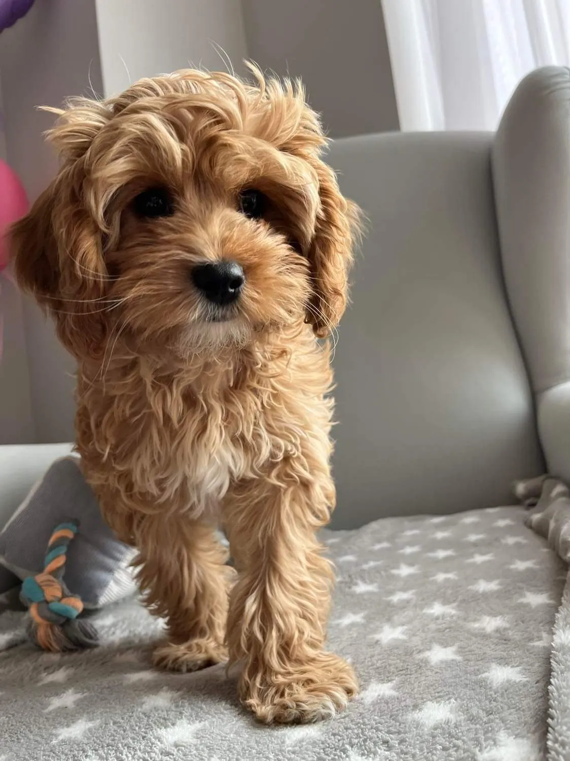 Zdjęcie Maltipoo włosy czy sierść? Odkryj, co musisz wiedzieć o pielęgnacji