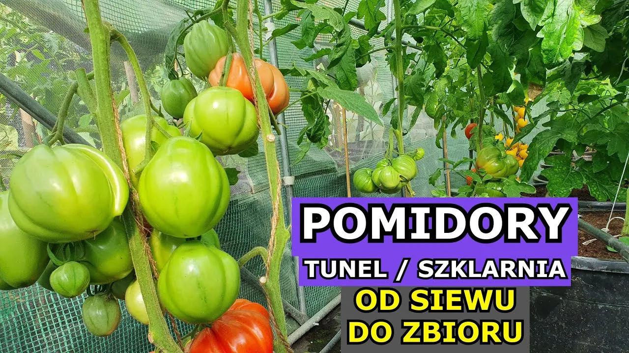 Zdjęcie Jak uprawiać pomidory pod folią, aby uniknąć najczęstszych błędów
