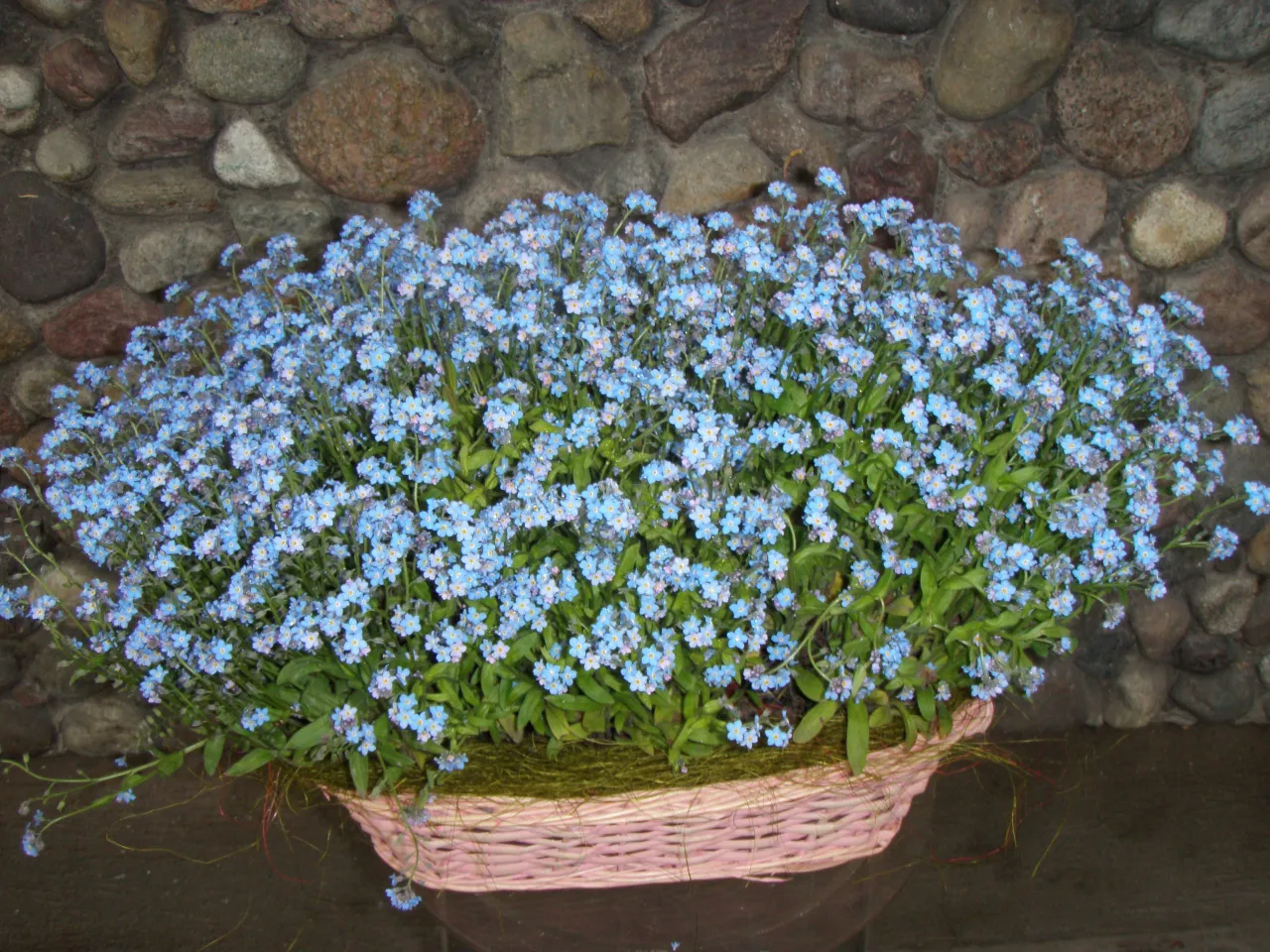 Zdjęcie Niezapominajki w doniczce: Gdzie kupić i jak o nie dbać?