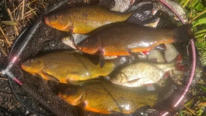 Zdjęcie Jakie ryby biorą na kukurydzę? Sprawdź, co złowisz na tę przynętę