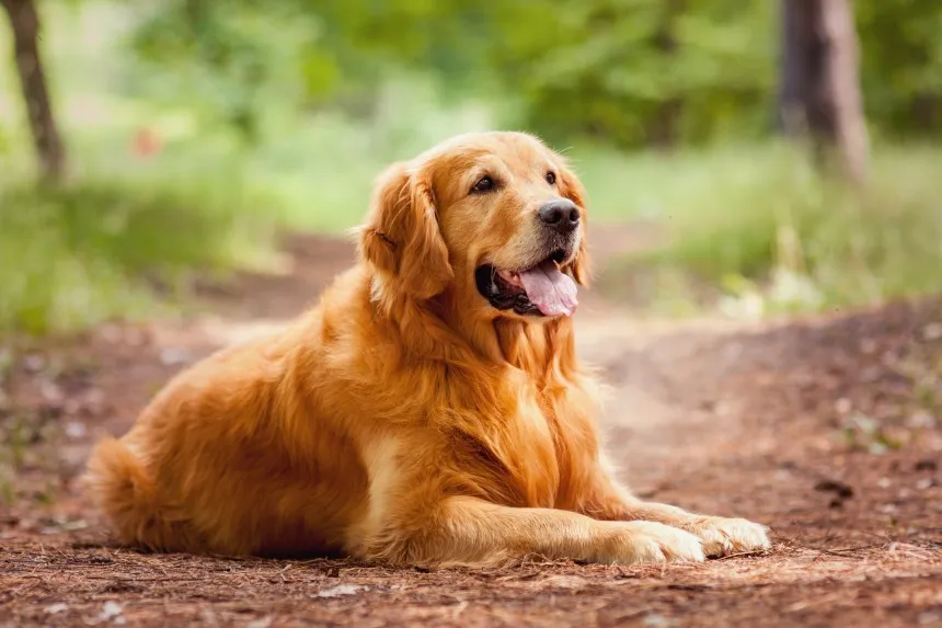 Zdjęcie Jak wygląda golden retriever? Odkryj jego piękne cechy i wygląd