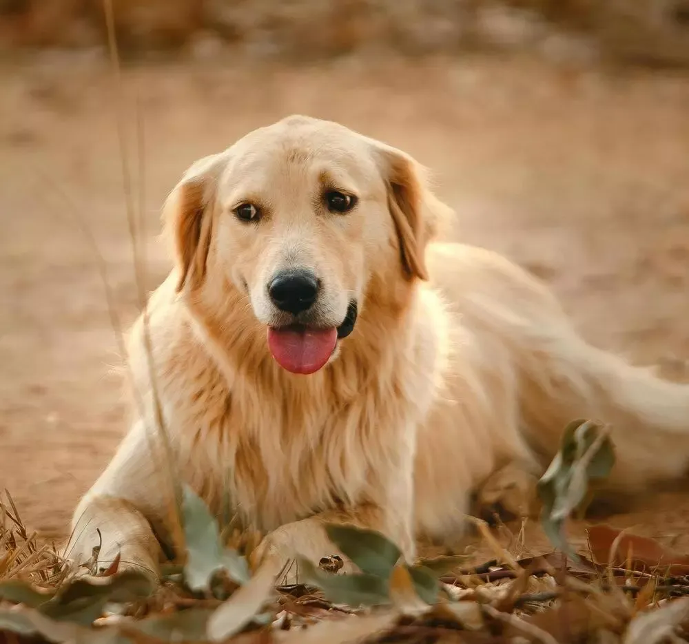 Zdjęcie Czy golden retriever to rasa duża czy średnia? Odkryj prawdę o rozmiarze
