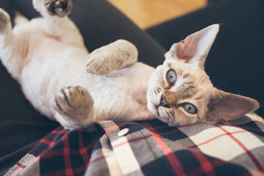 Zdjęcie Gatto Devon Rex: Cechy, pielęgnacja i zdrowie tej rasy kotów