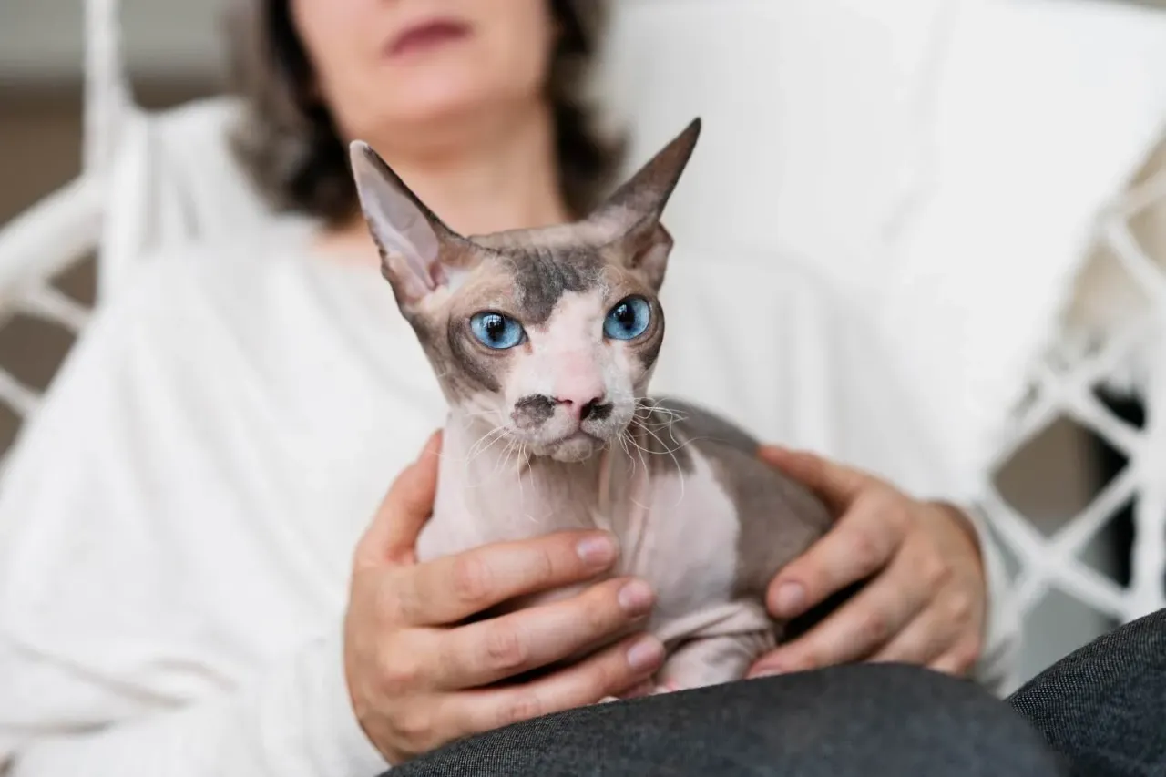 Zdjęcie Devon Rex point – unikalne cechy, pielęgnacja i cena kociaków
