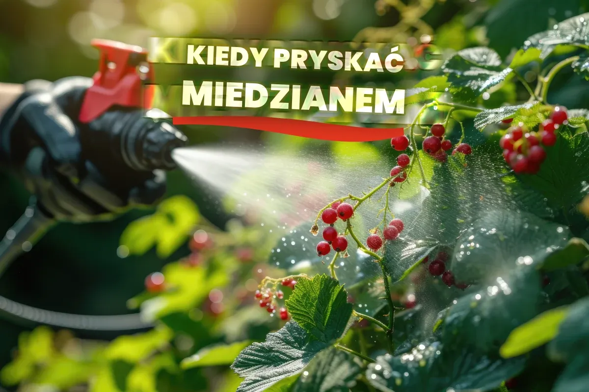 Zdjęcie Kiedy opryskiwać drzewa owocowe, aby uniknąć chorób i szkodników